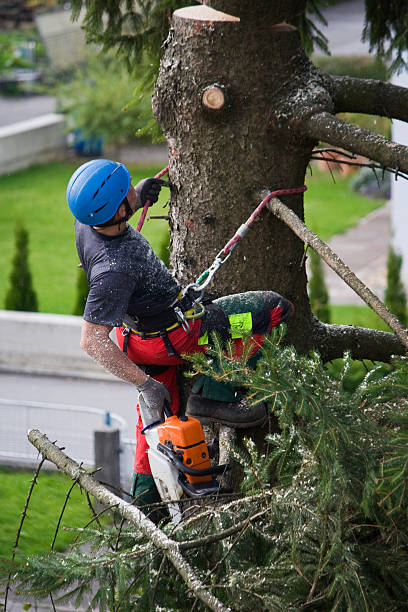 Best Pest Control for Lawns  in Burton, SC